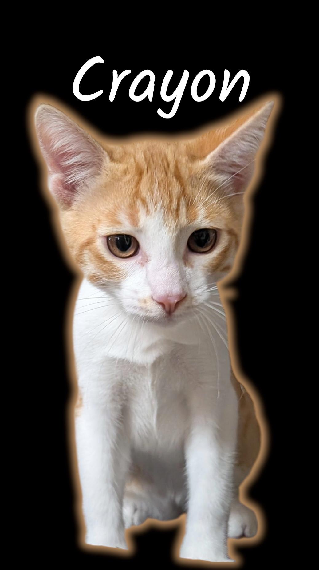 Enlarge Crayon, a Adoptable Domestic Short Hair in Auburn, CA image 1/1