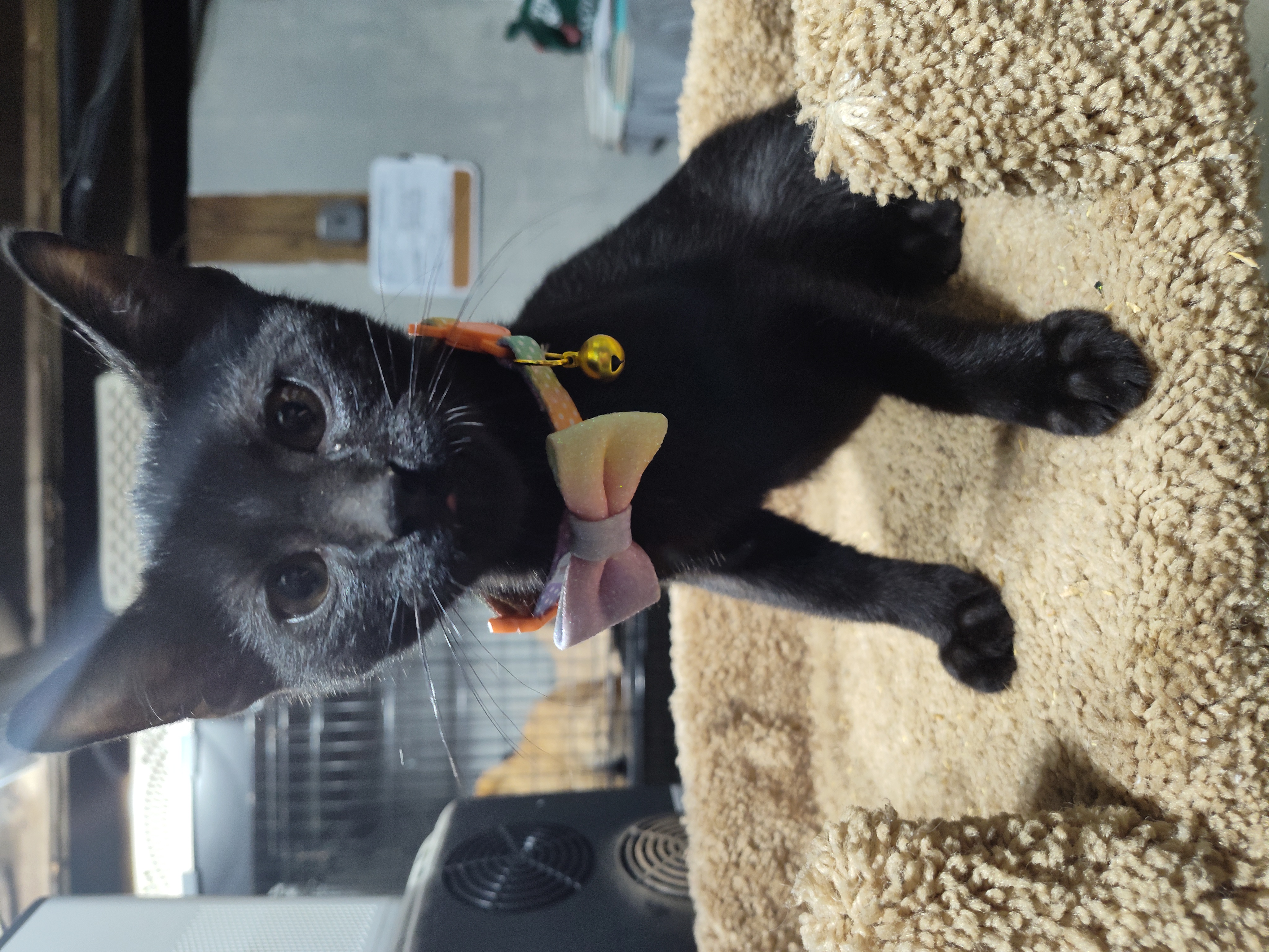 Enlarge Clover, a Adopted mixed breed in Mastic beach, NY image 1/5