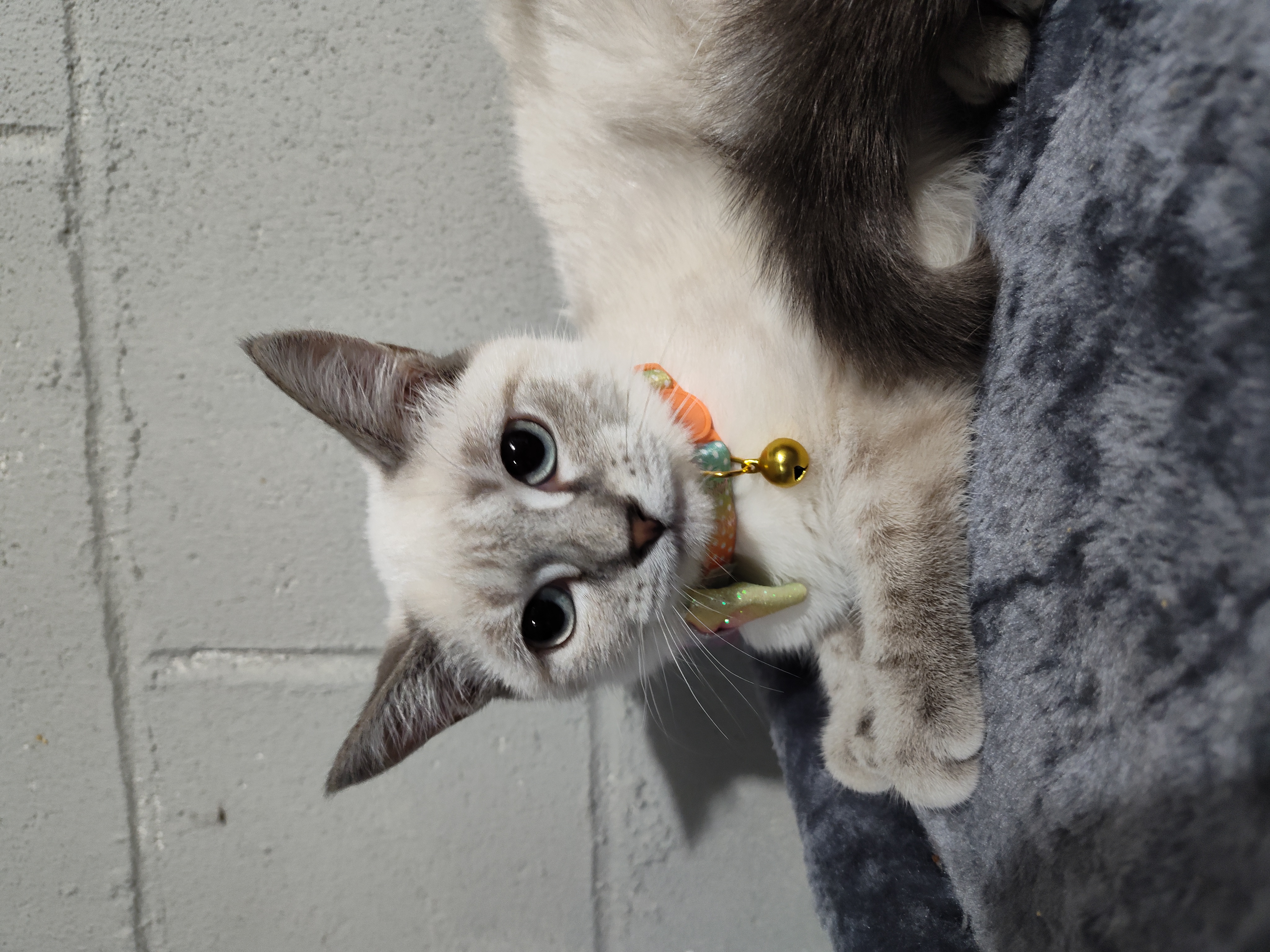 Enlarge Clover, a Adopted mixed breed in Mastic beach, NY image 2/5