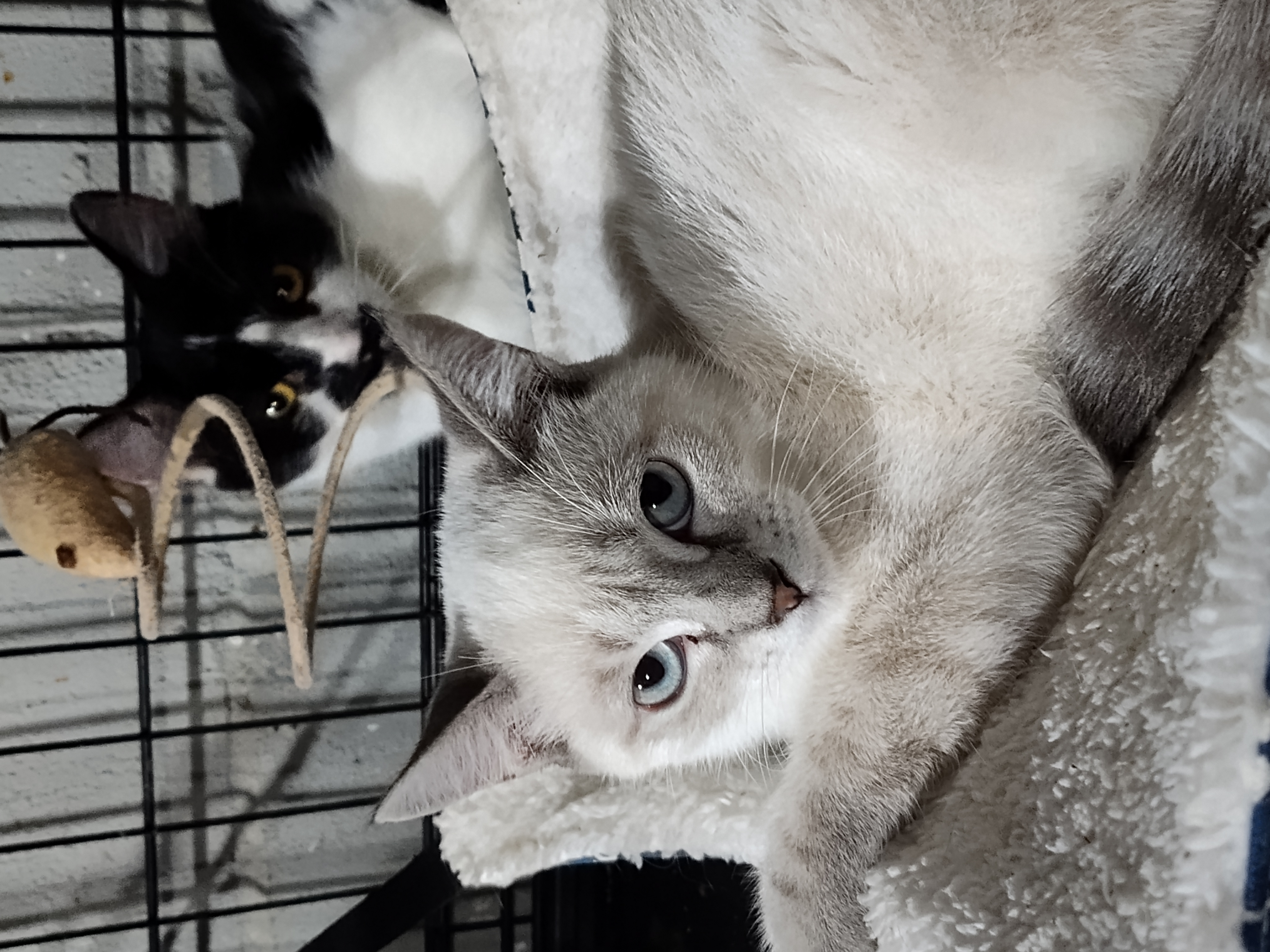 Enlarge Clover, a Adopted mixed breed in Mastic beach, NY image 3/5