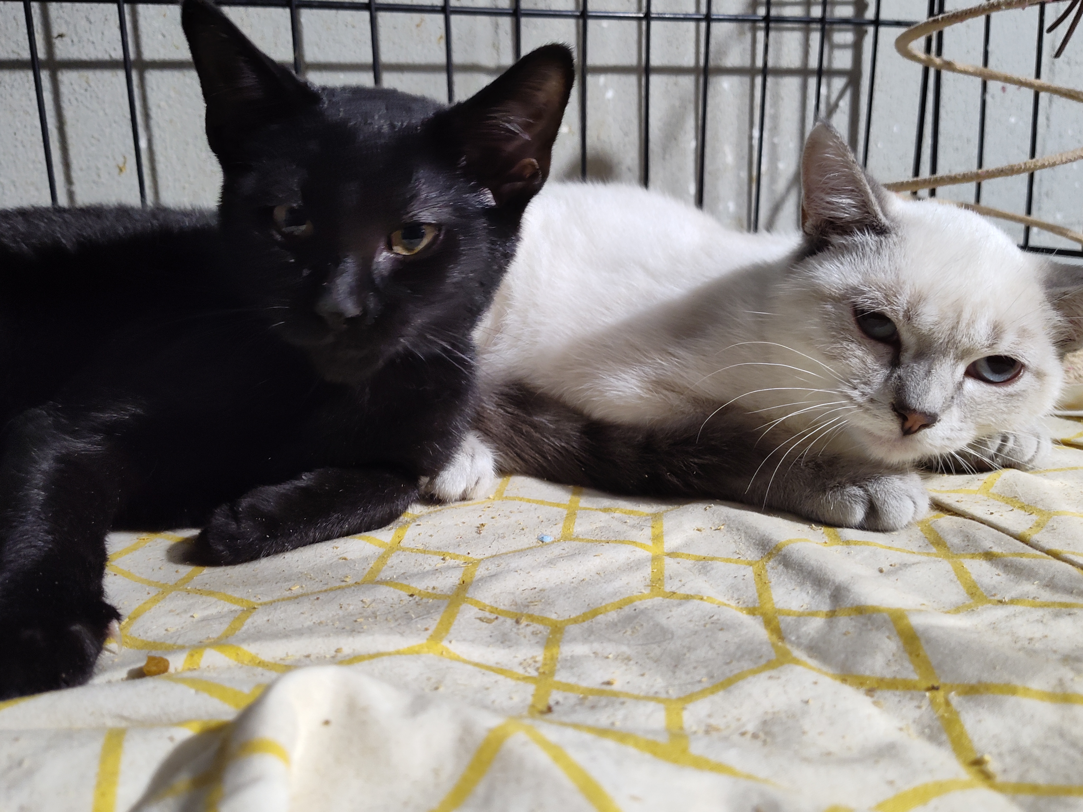 Enlarge Clover, a Adopted mixed breed in Mastic beach, NY image 5/5