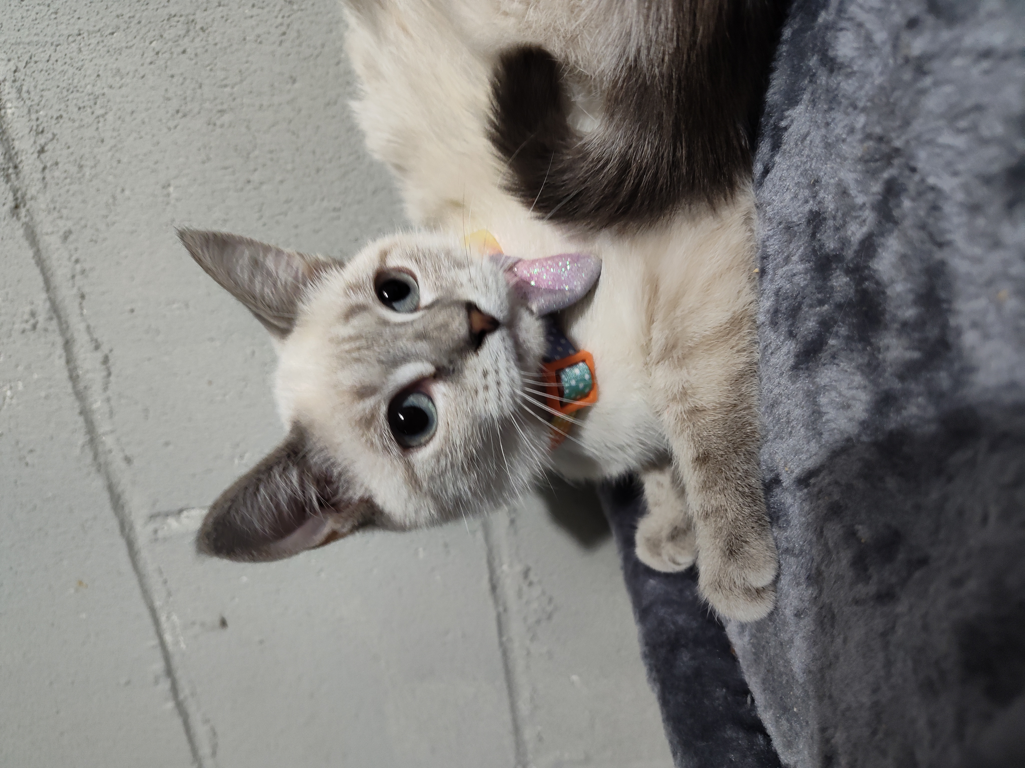 Enlarge Clover, a Adopted mixed breed in Mastic beach, NY image 4/5