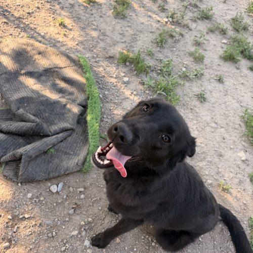 Lucy, Adoptable, Puppy Female Mixed Breed.