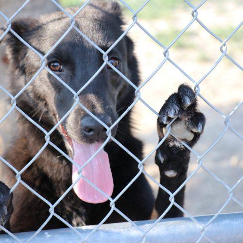 Lucy, a Adoptable mixed breed in Dillon, MT image 2/5