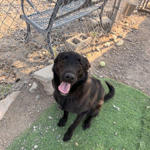 Lucy, a Adoptable mixed breed in Dillon, MT image 3/5