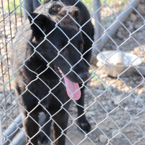 Lucy, a Adoptable mixed breed in Dillon, MT image 4/5
