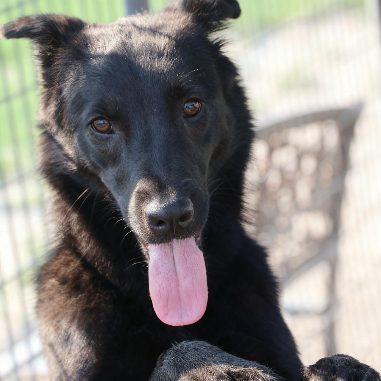 Lucy, a Adoptable mixed breed in Dillon, MT image 5/5