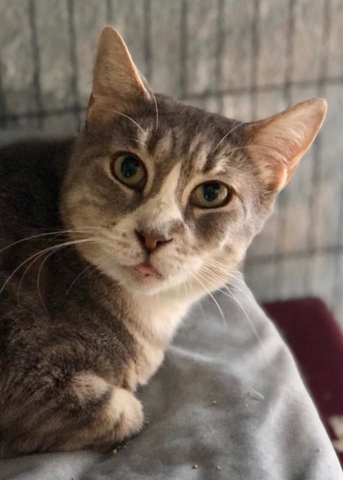 Lulu, a Adoptable Domestic Short Hair in Freeport, NY image 2/6