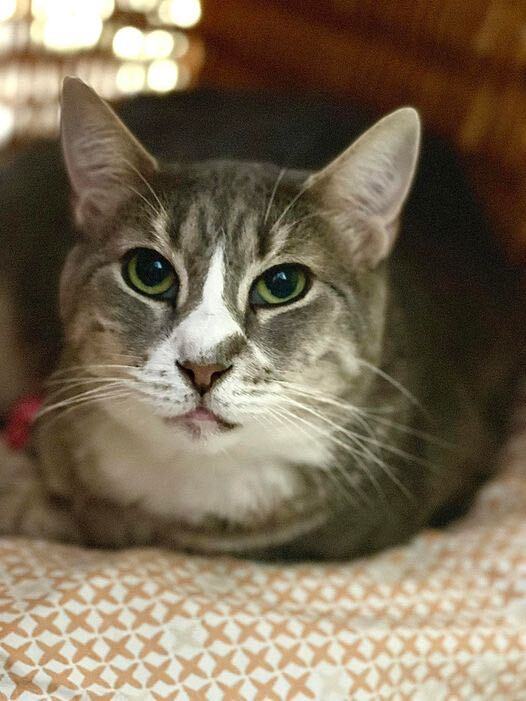 Lulu, a Adoptable Domestic Short Hair in Freeport, NY image 3/6