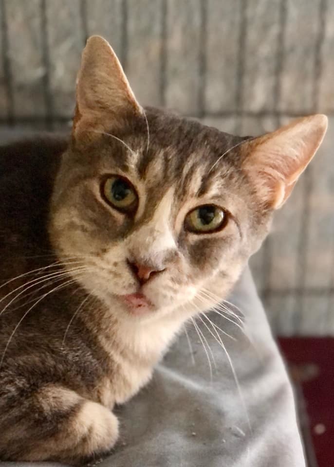 Lulu, a Adoptable Domestic Short Hair in Freeport, NY image 4/6