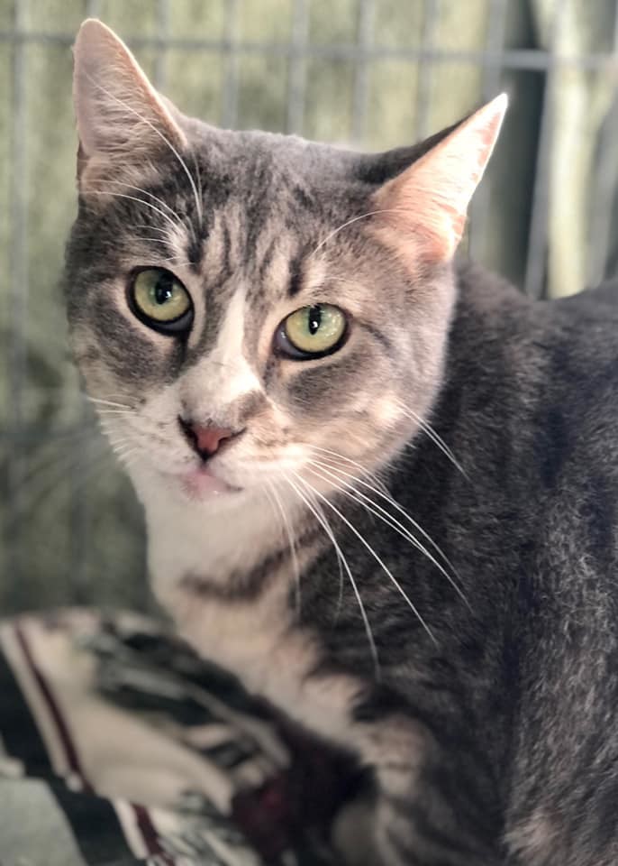 Lulu, a Adoptable Domestic Short Hair in Freeport, NY image 1/6