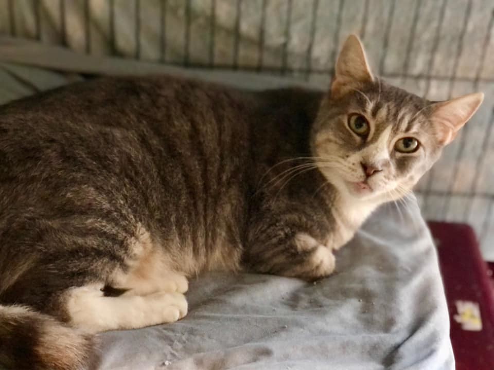 Lulu, a Adoptable Domestic Short Hair in Freeport, NY image 5/6