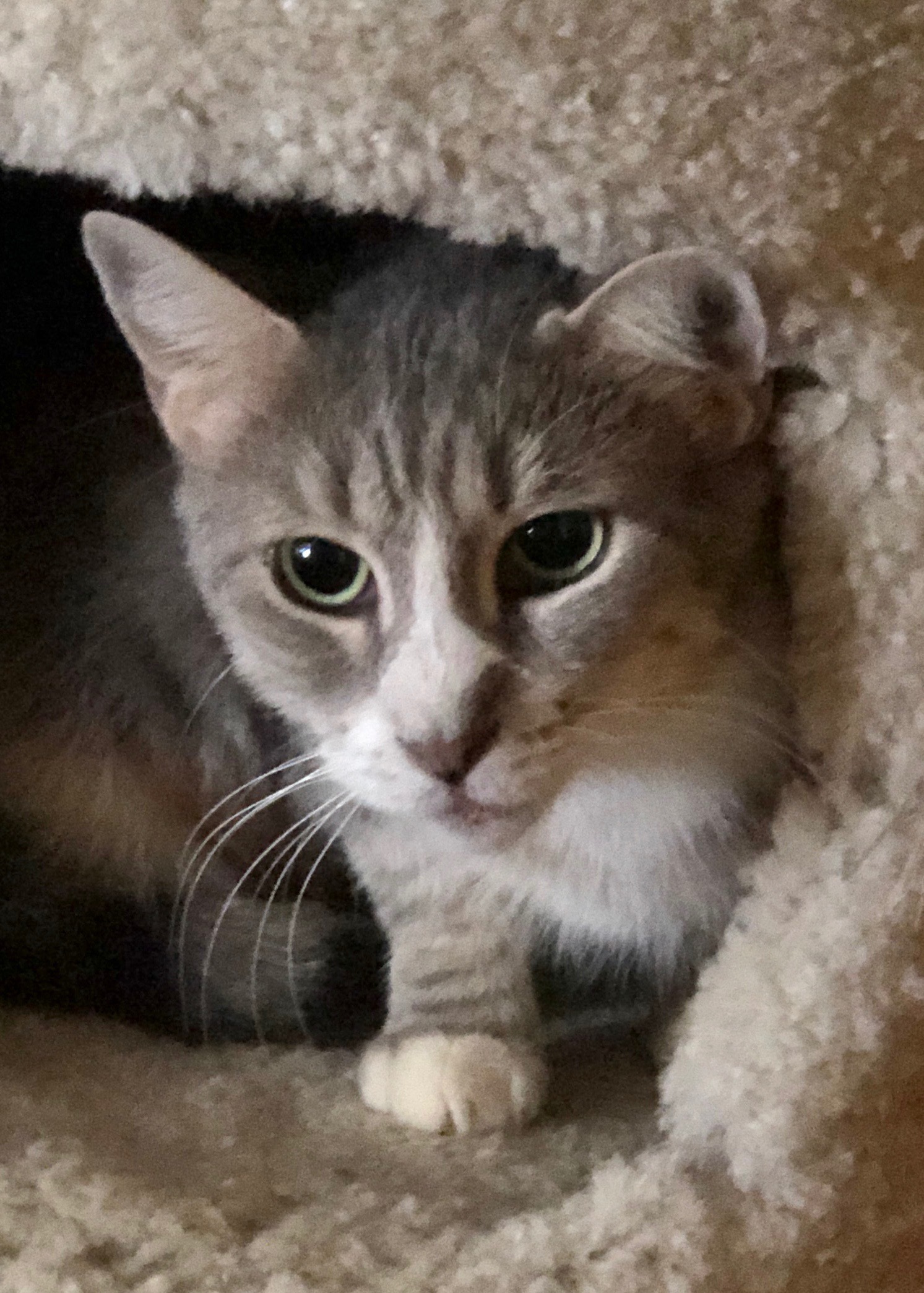 Lulu, a Adoptable Domestic Short Hair in Freeport, NY image 6/6