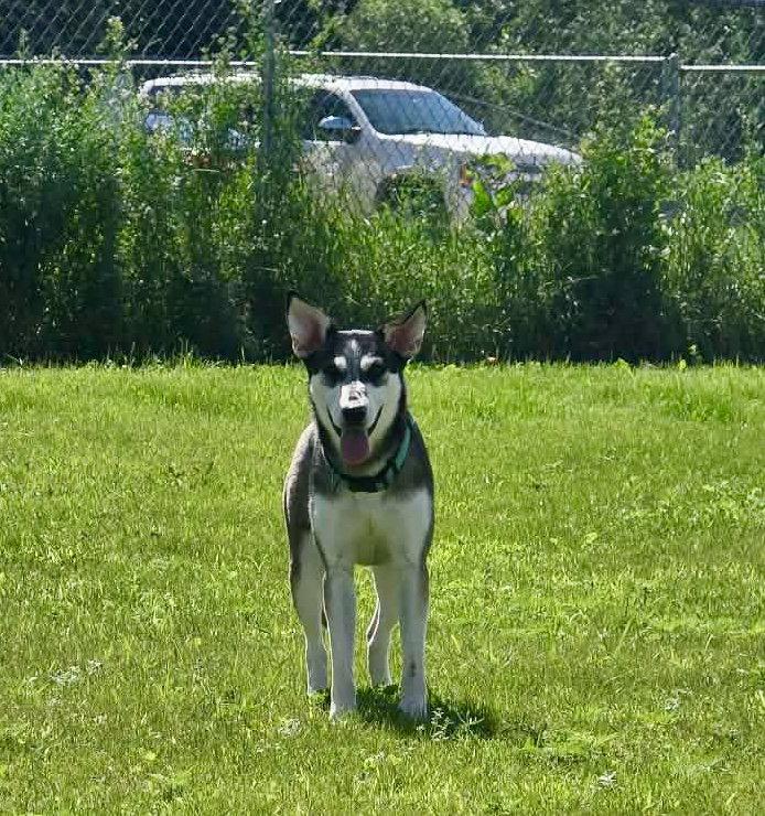 Sage, Adoptable, Puppy Female Siberian Husky.