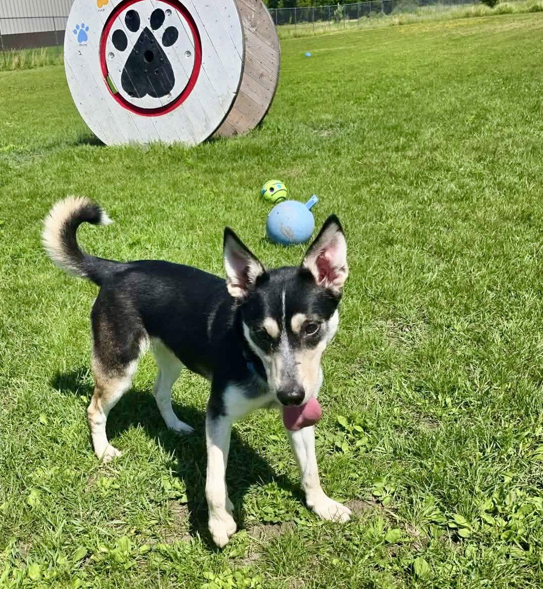 Enlarge Sage, a Adoptable Siberian Husky in Detroit Lakes, MN image 2/3