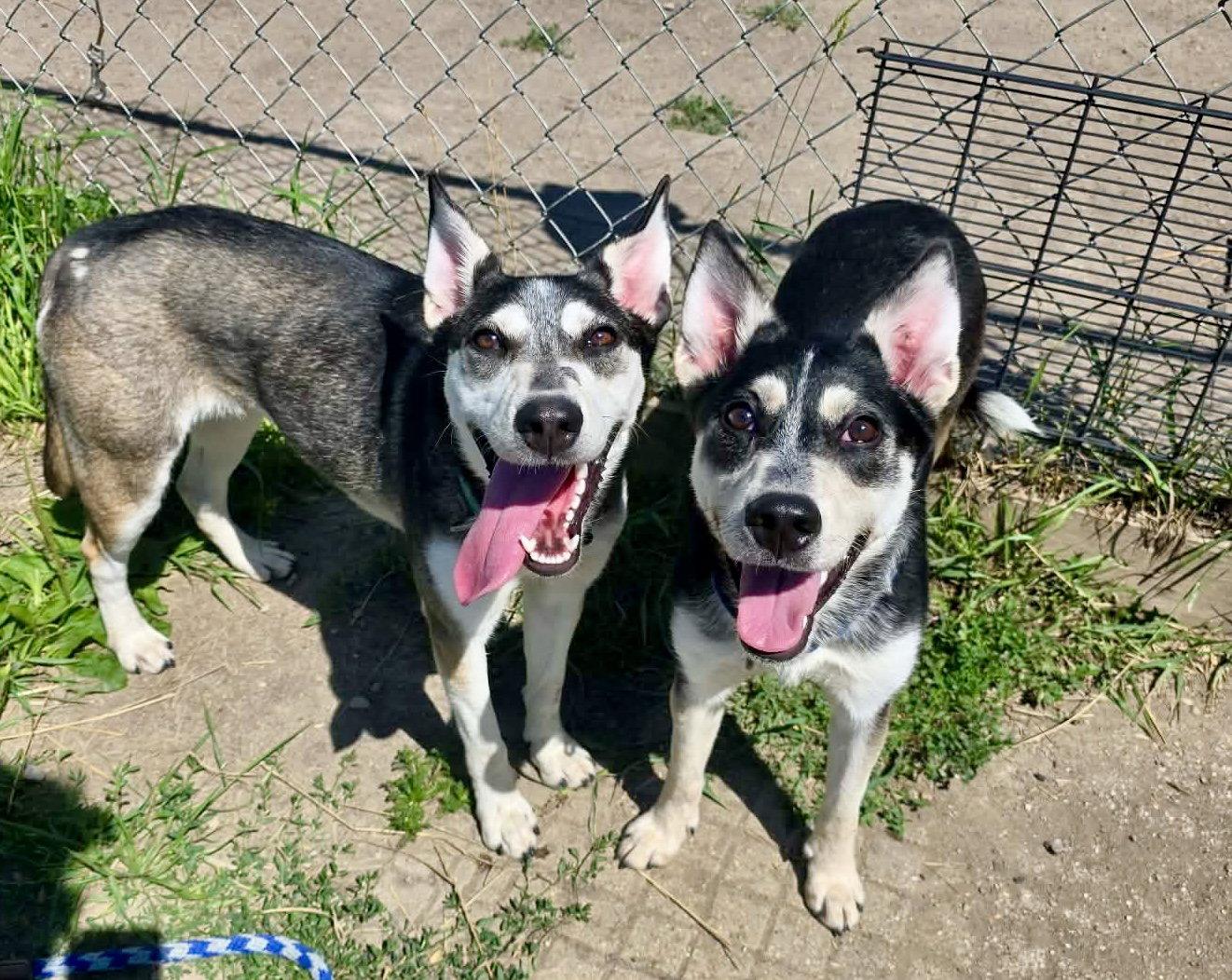 Enlarge Sage, a Adoptable Siberian Husky in Detroit Lakes, MN image 3/3