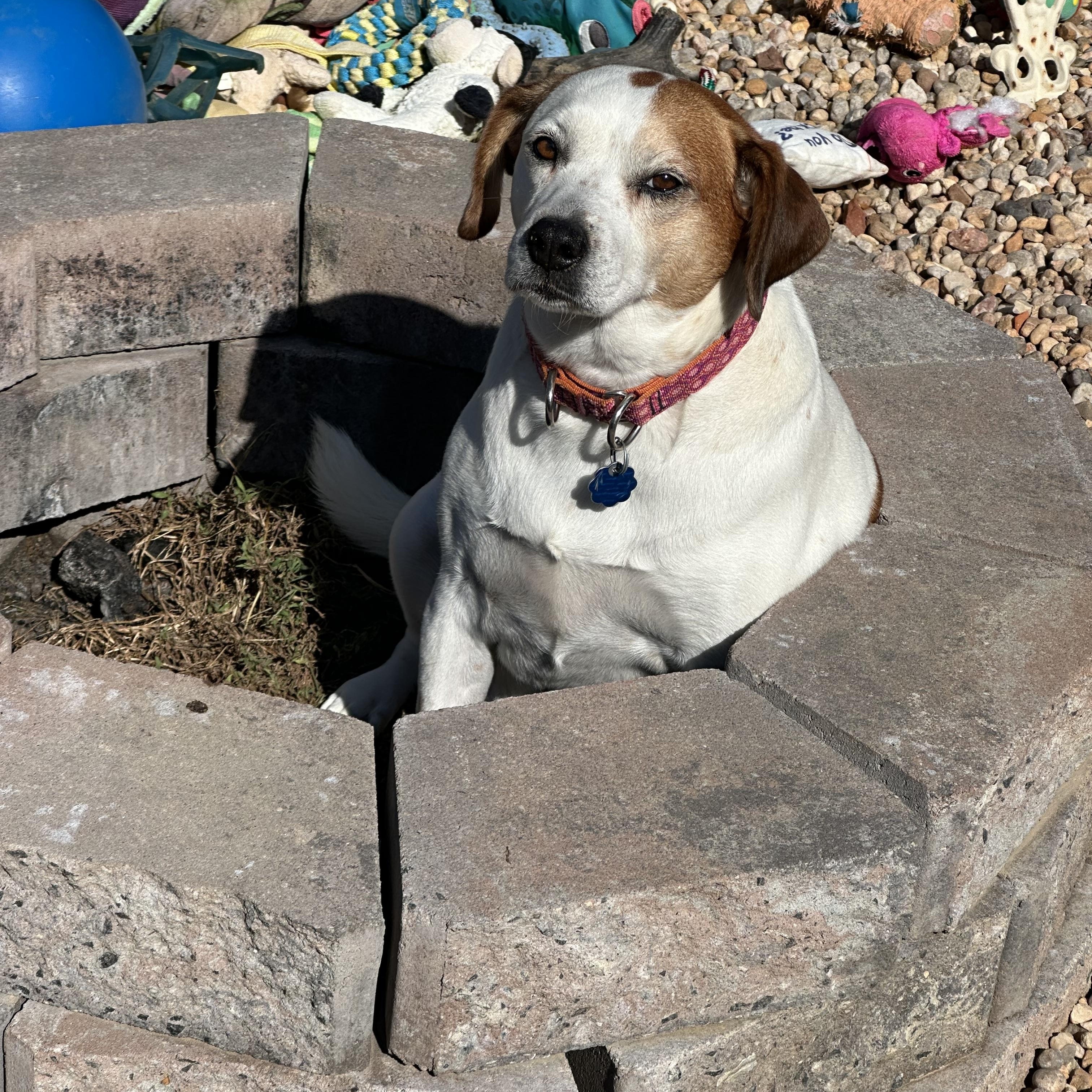 Enlarge Sassy, a Adoptable mixed breed in Andersonville, TN image 1/6