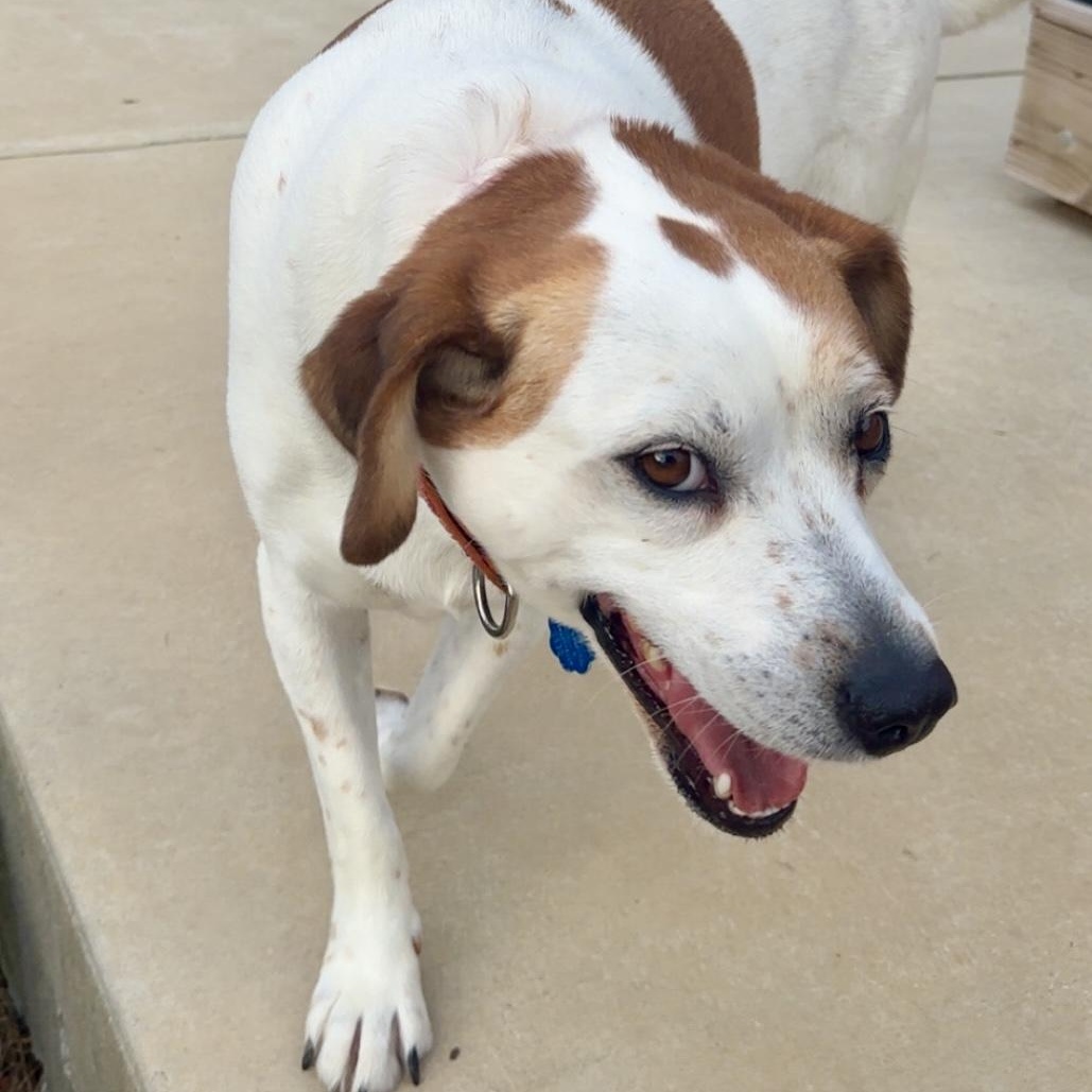 Enlarge Sassy, a Adoptable mixed breed in Andersonville, TN image 2/6