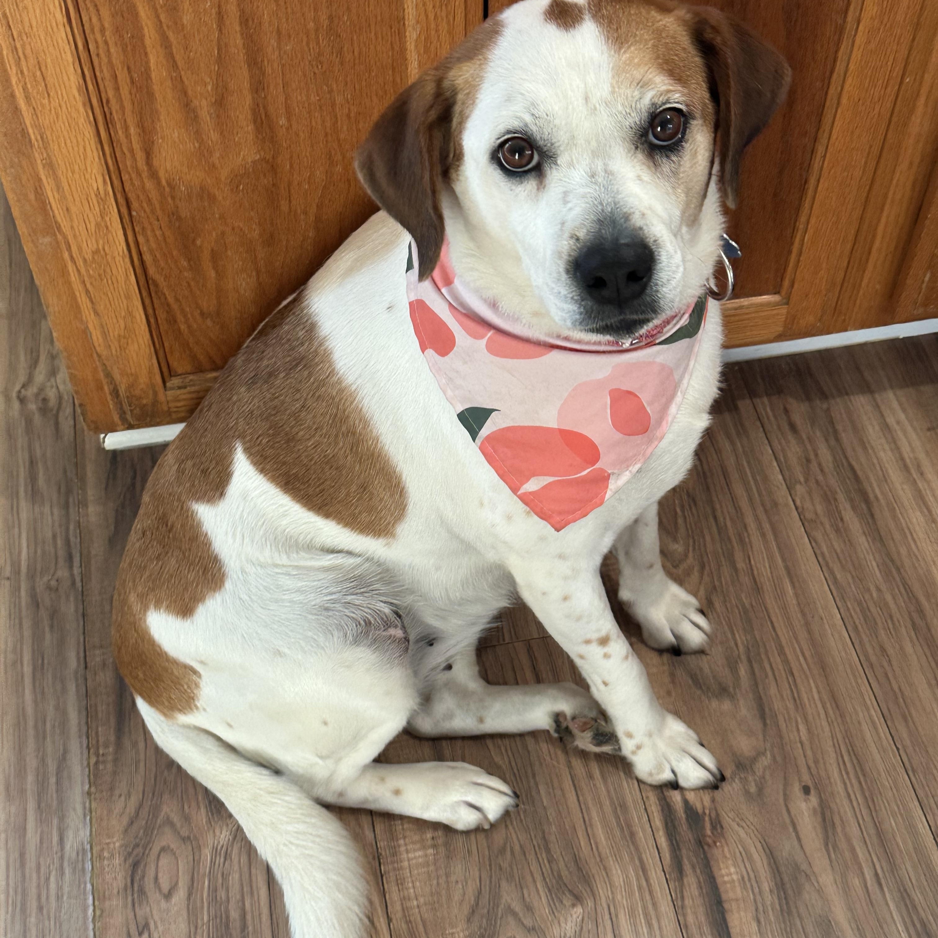 Enlarge Sassy, a Adoptable mixed breed in Andersonville, TN image 3/6