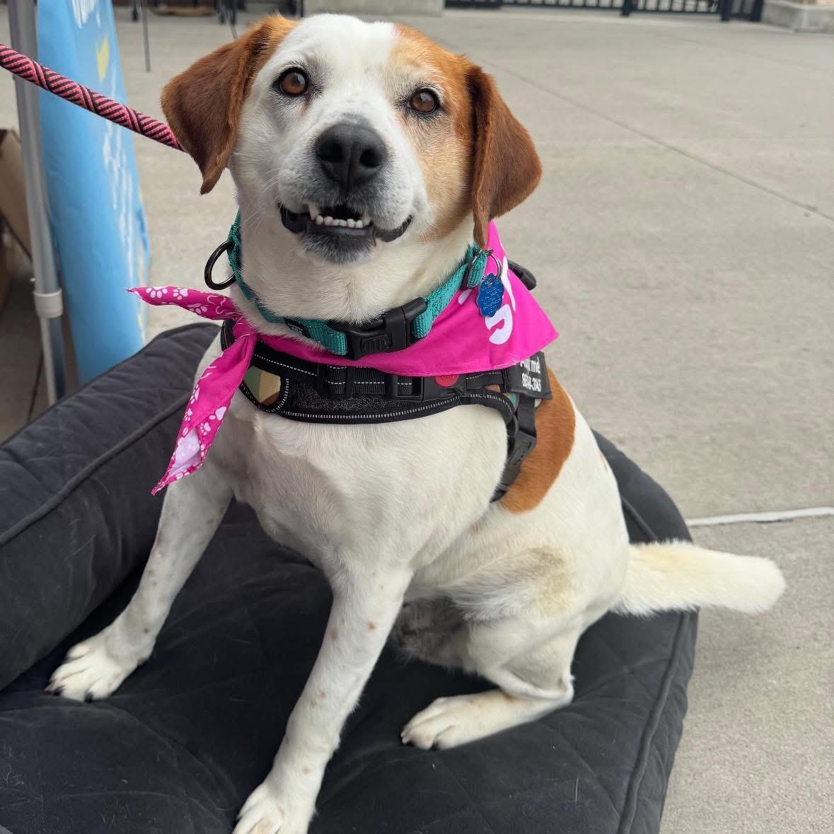 Enlarge Sassy, a Adoptable mixed breed in Andersonville, TN image 4/6