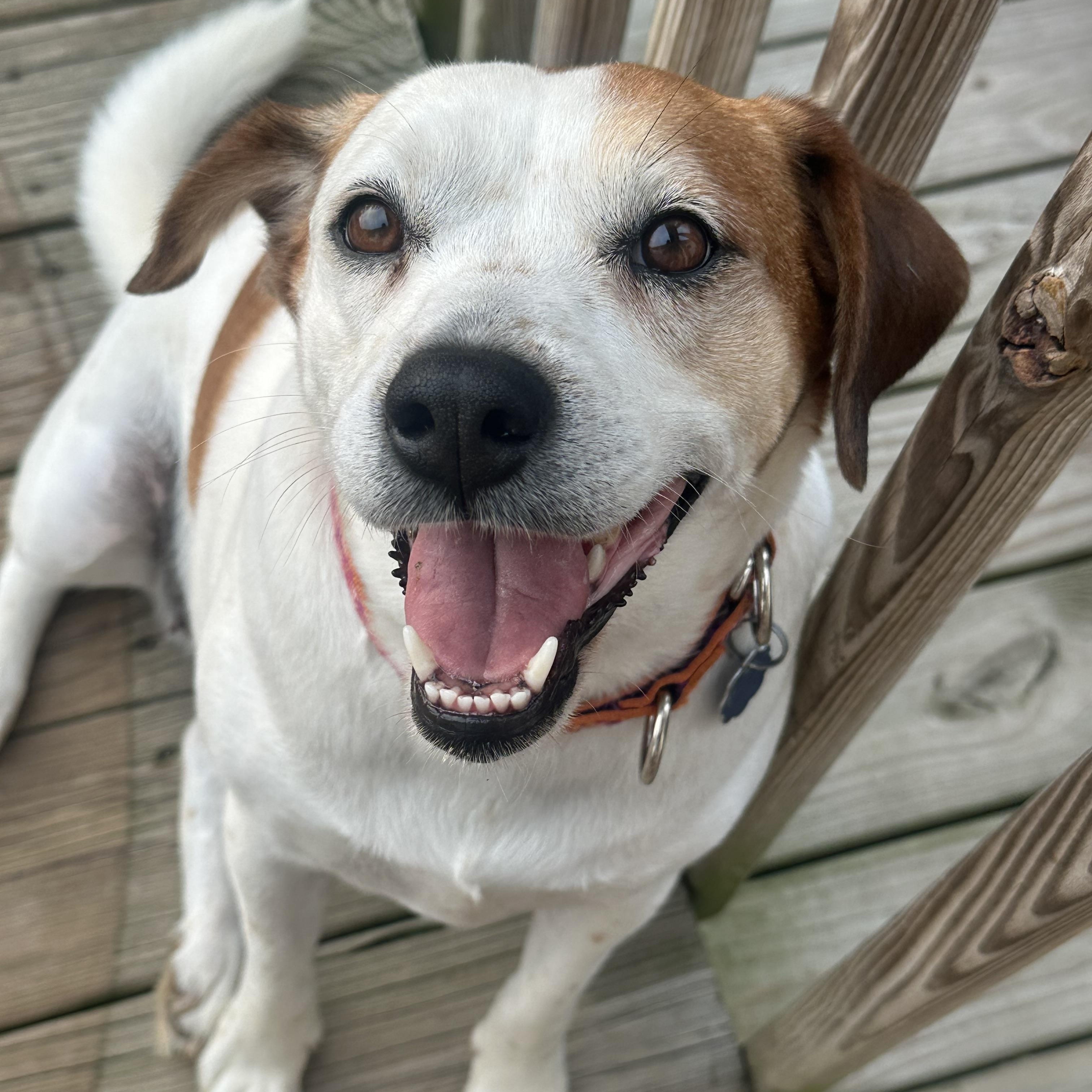 Enlarge Sassy, a Adoptable mixed breed in Andersonville, TN image 5/6