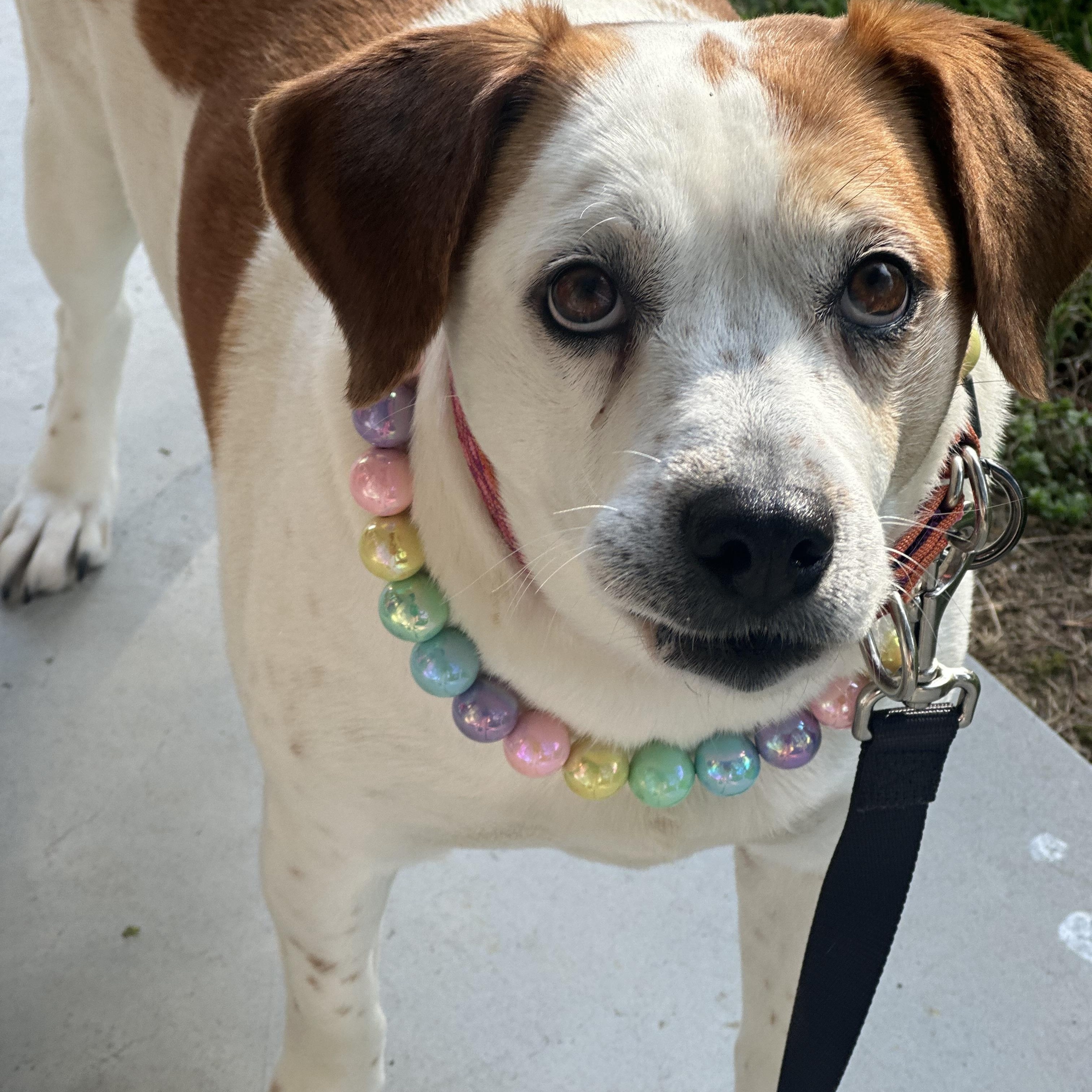 Enlarge Sassy, a Adoptable mixed breed in Andersonville, TN image 6/6