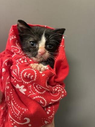 26-549 Tortellini, Adoptable, Kitten Female Domestic Short Hair & Domestic Short Hair.