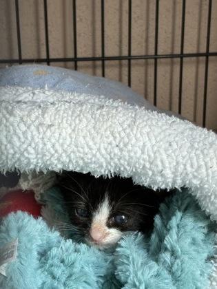 26-549 Tortellini, a Adoptable mixed breed in Barnesville, GA image 2/3