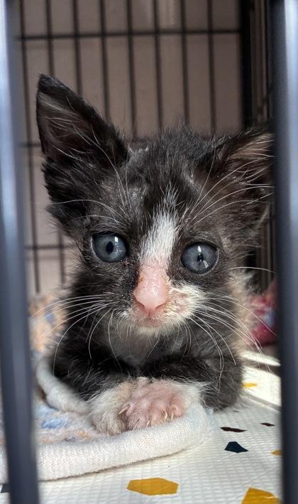 26-549 Tortellini, a Adoptable mixed breed in Barnesville, GA image 3/3