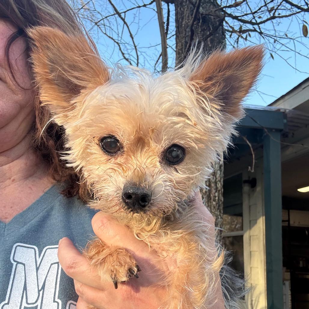 Wilbur — thumbnail 2