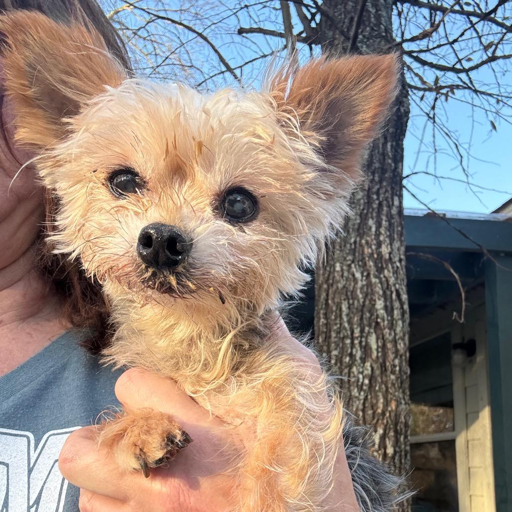 Wilbur — thumbnail 4