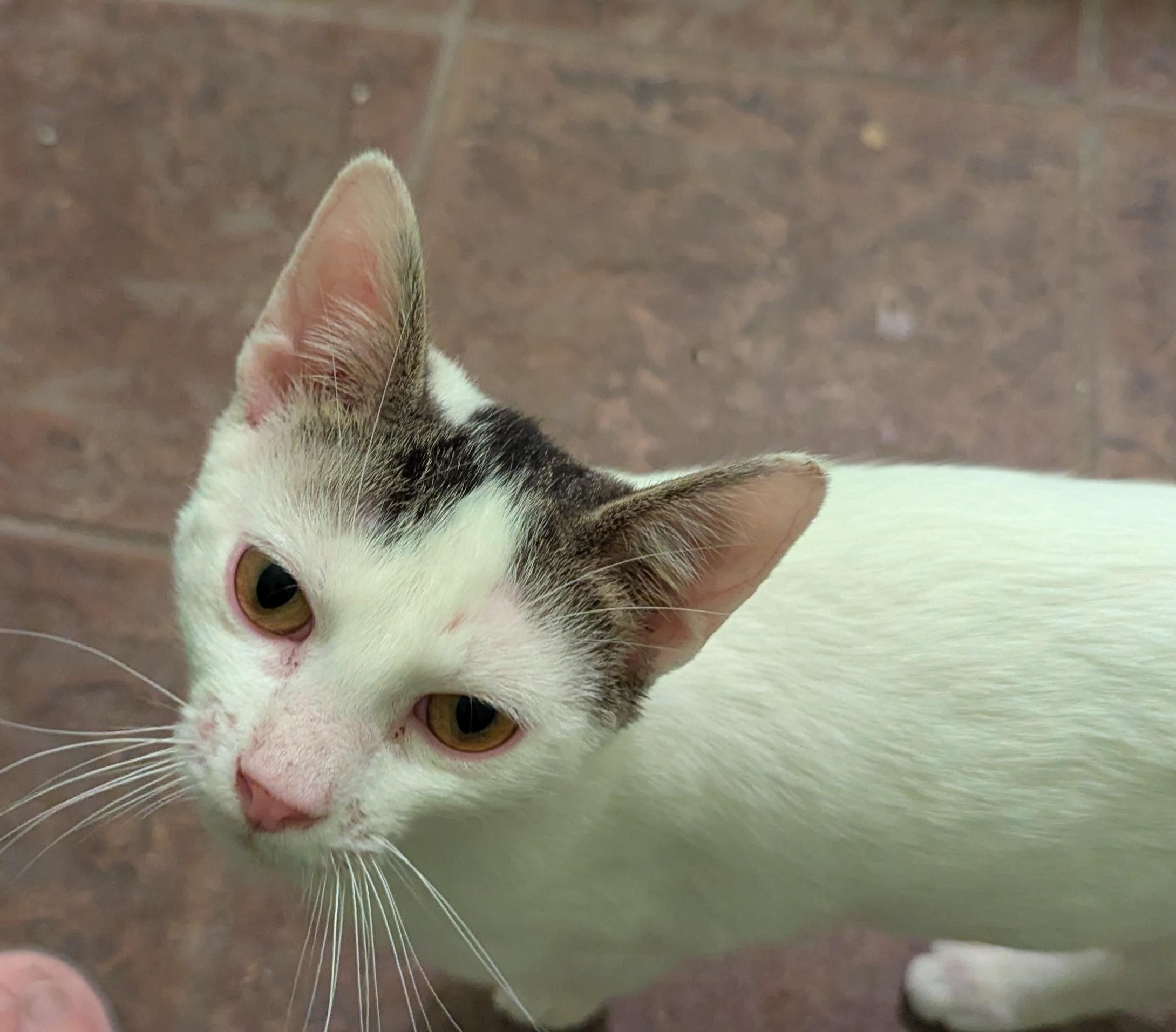 Tucker, a Adoptable Domestic Short Hair in Malden, MA image 2/6