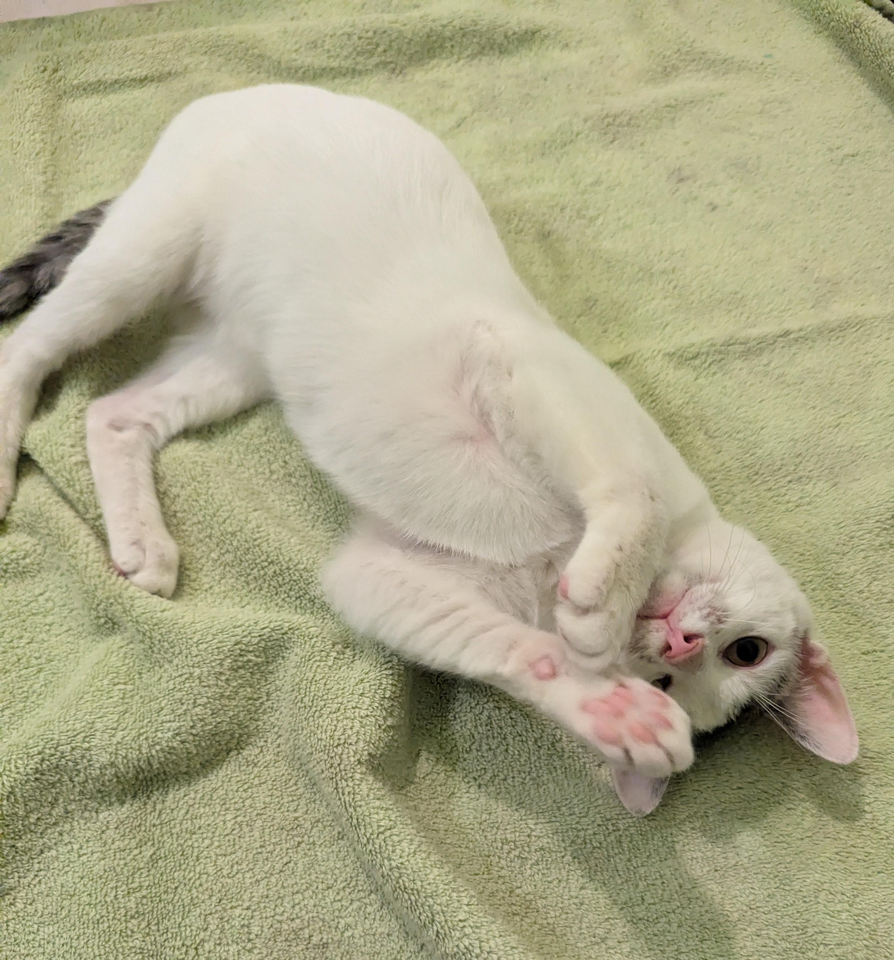 Tucker, a Adoptable Domestic Short Hair in Malden, MA image 3/6