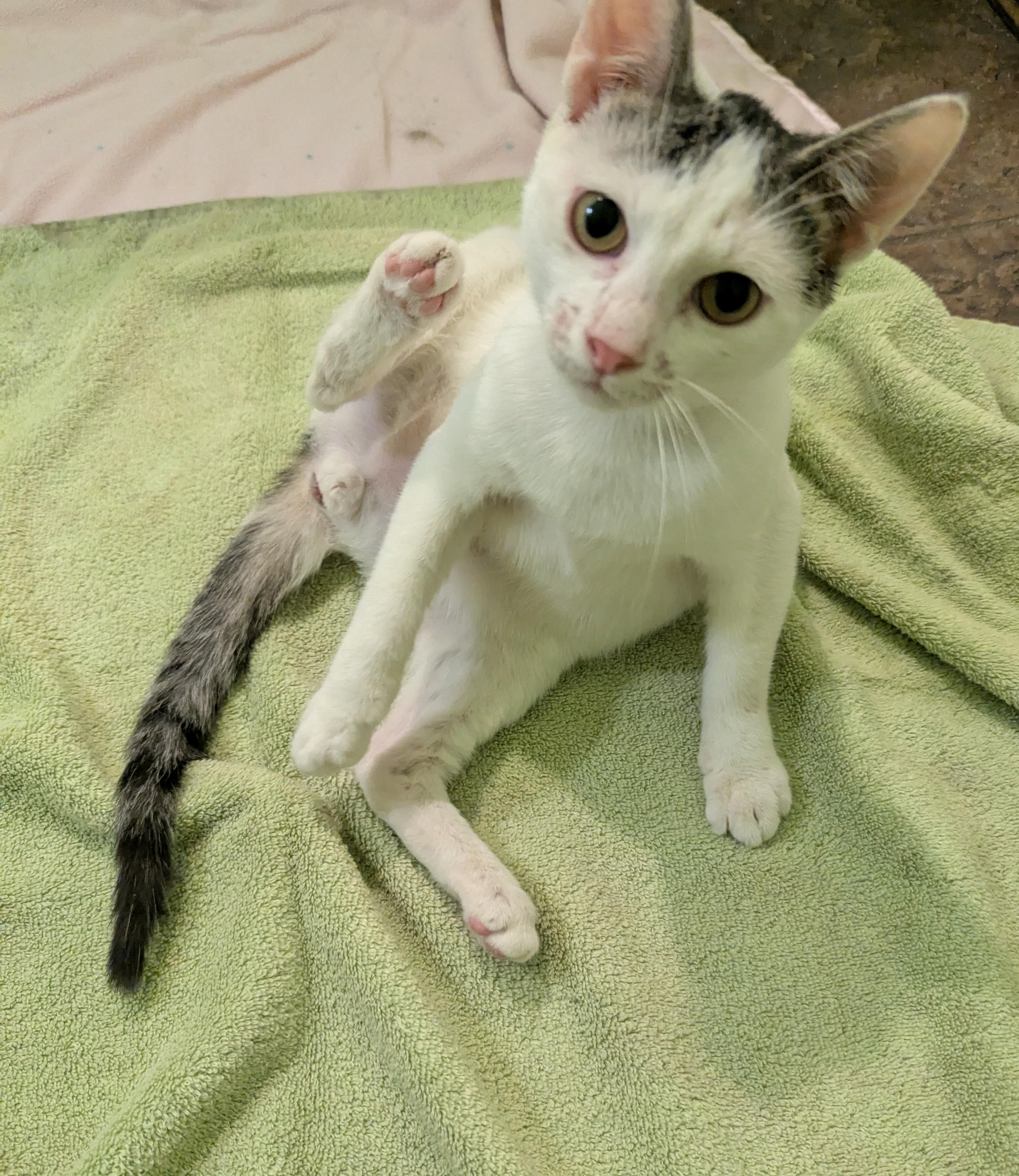 Tucker, a Adoptable Domestic Short Hair in Malden, MA image 4/6