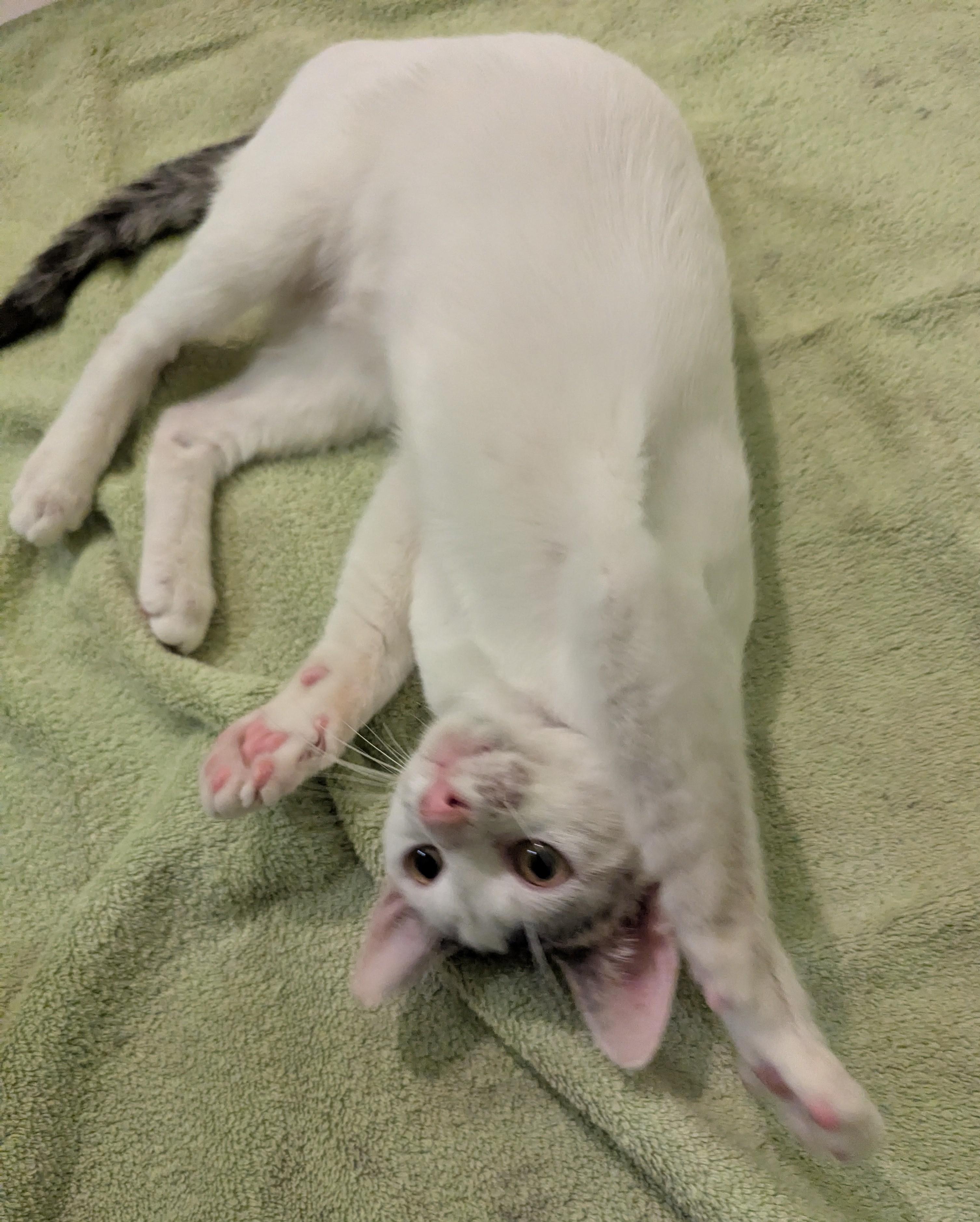 Tucker, a Adoptable Domestic Short Hair in Malden, MA image 6/6