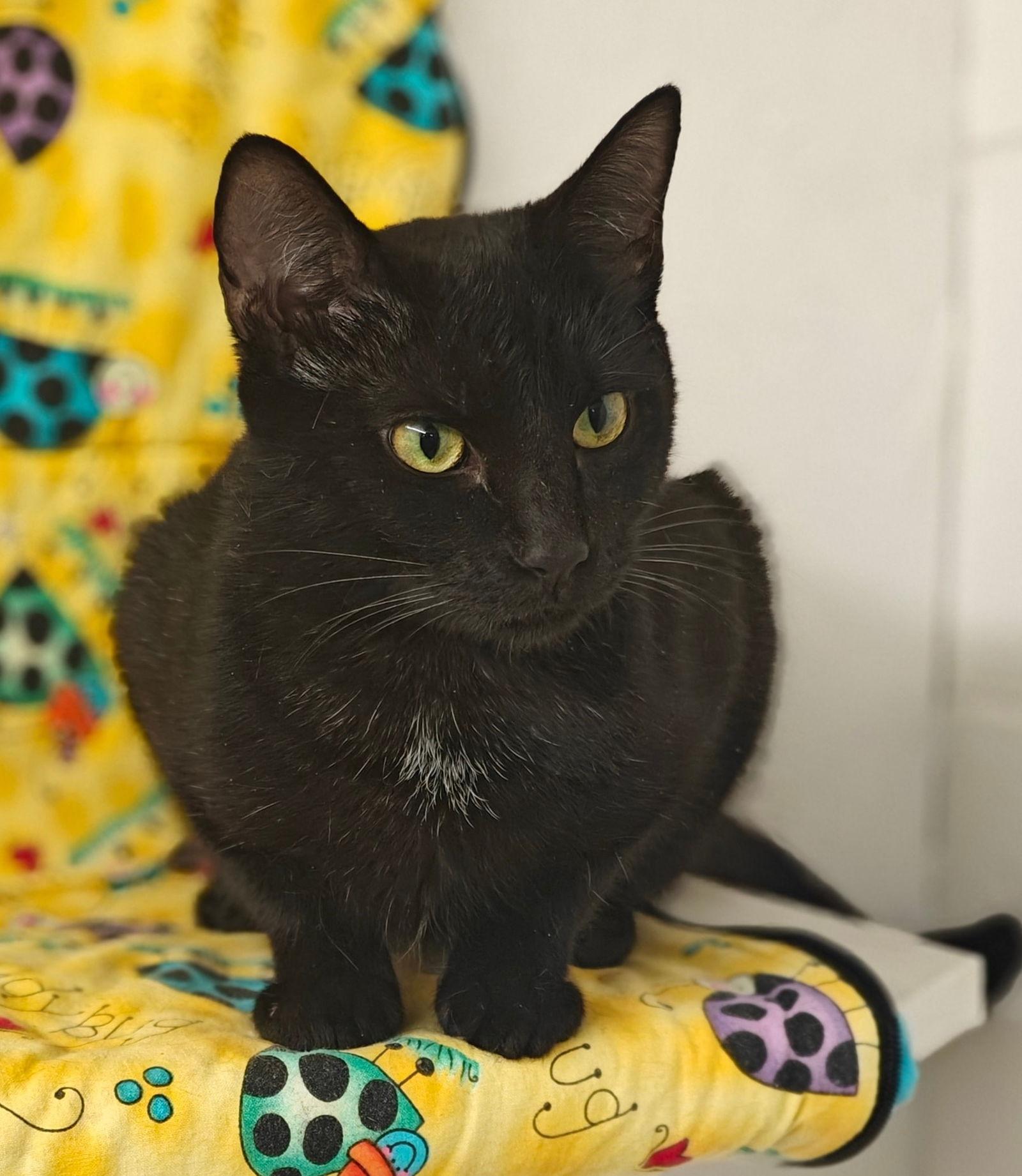 Enlarge Luna 25/616, a Adopted Domestic Short Hair in Talladega, AL image 1/3