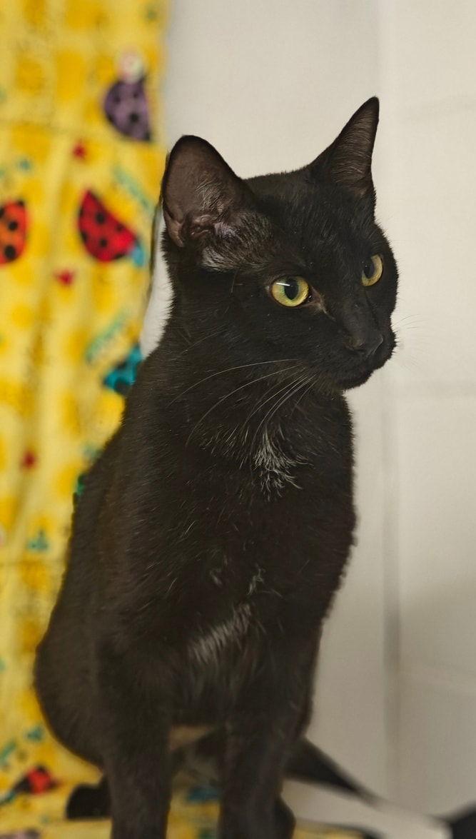 Enlarge Luna 25/616, a Adopted Domestic Short Hair in Talladega, AL image 2/3