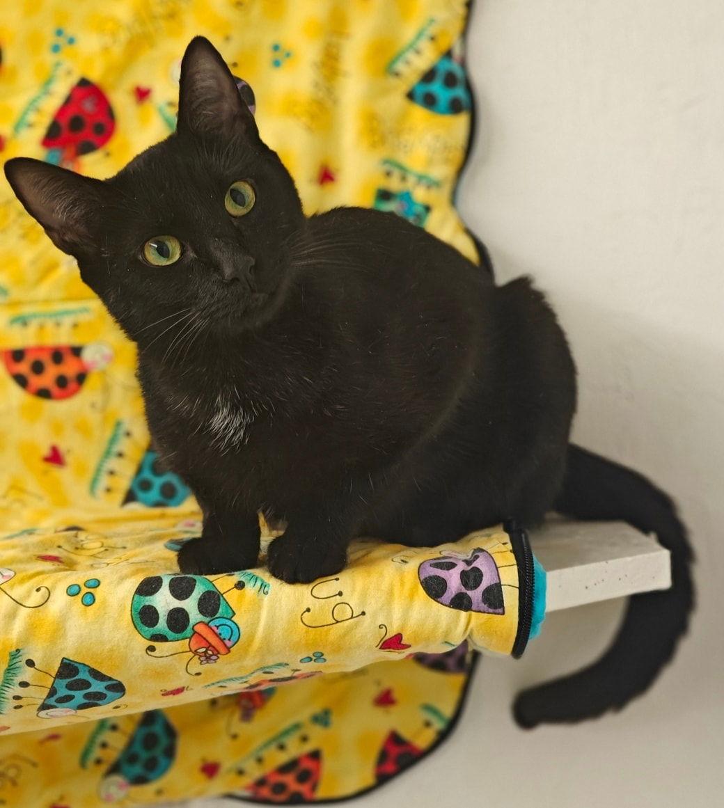 Enlarge Luna 25/616, a Adopted Domestic Short Hair in Talladega, AL image 3/3