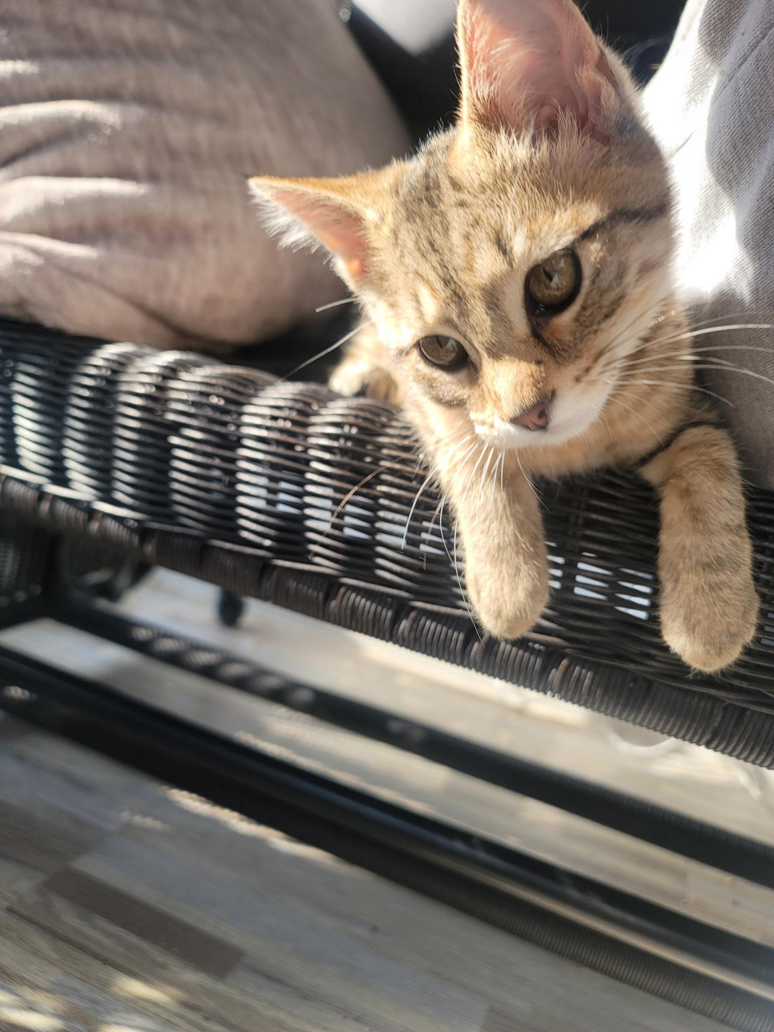Enlarge Poptart, a Adopted Domestic Short Hair in Indianapolis, IN image 3/3