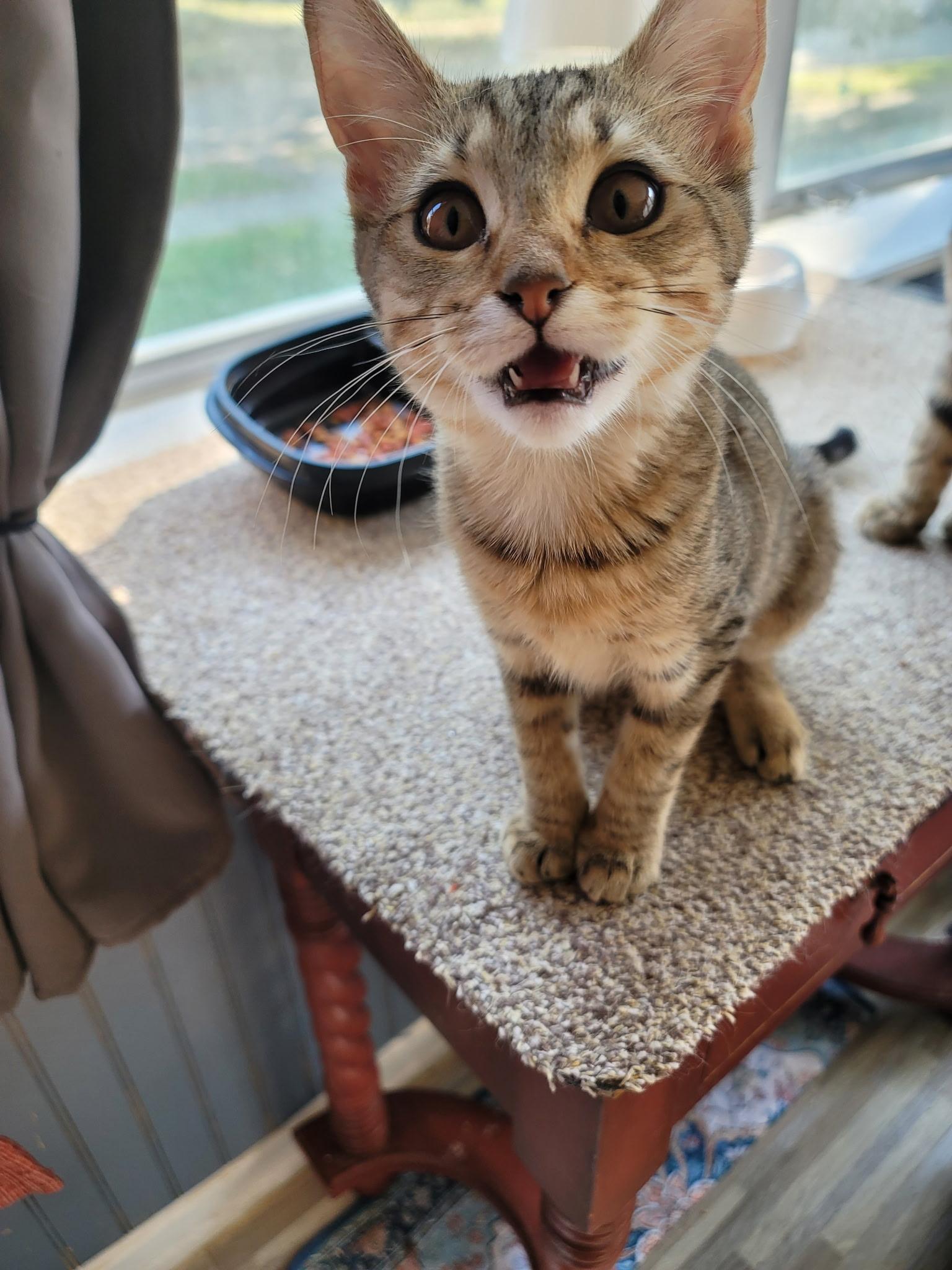 Poptart, Adoptable, Kitten Female Domestic Short Hair.
