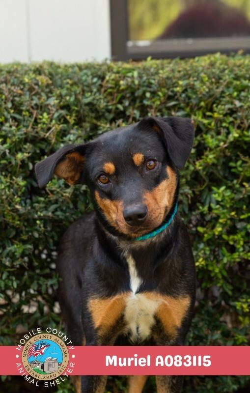 Muriel, Adoptable, Adult Female Black and Tan Coonhound.