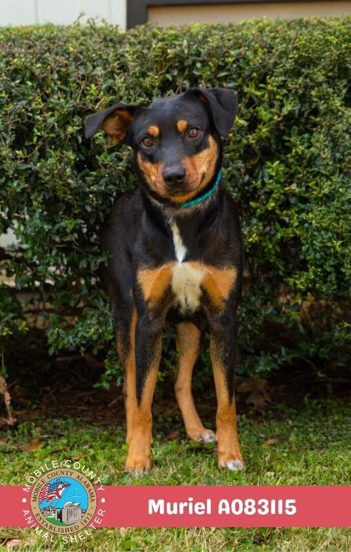 Muriel, a Adoptable Black and Tan Coonhound in Mobile, AL image 2/2