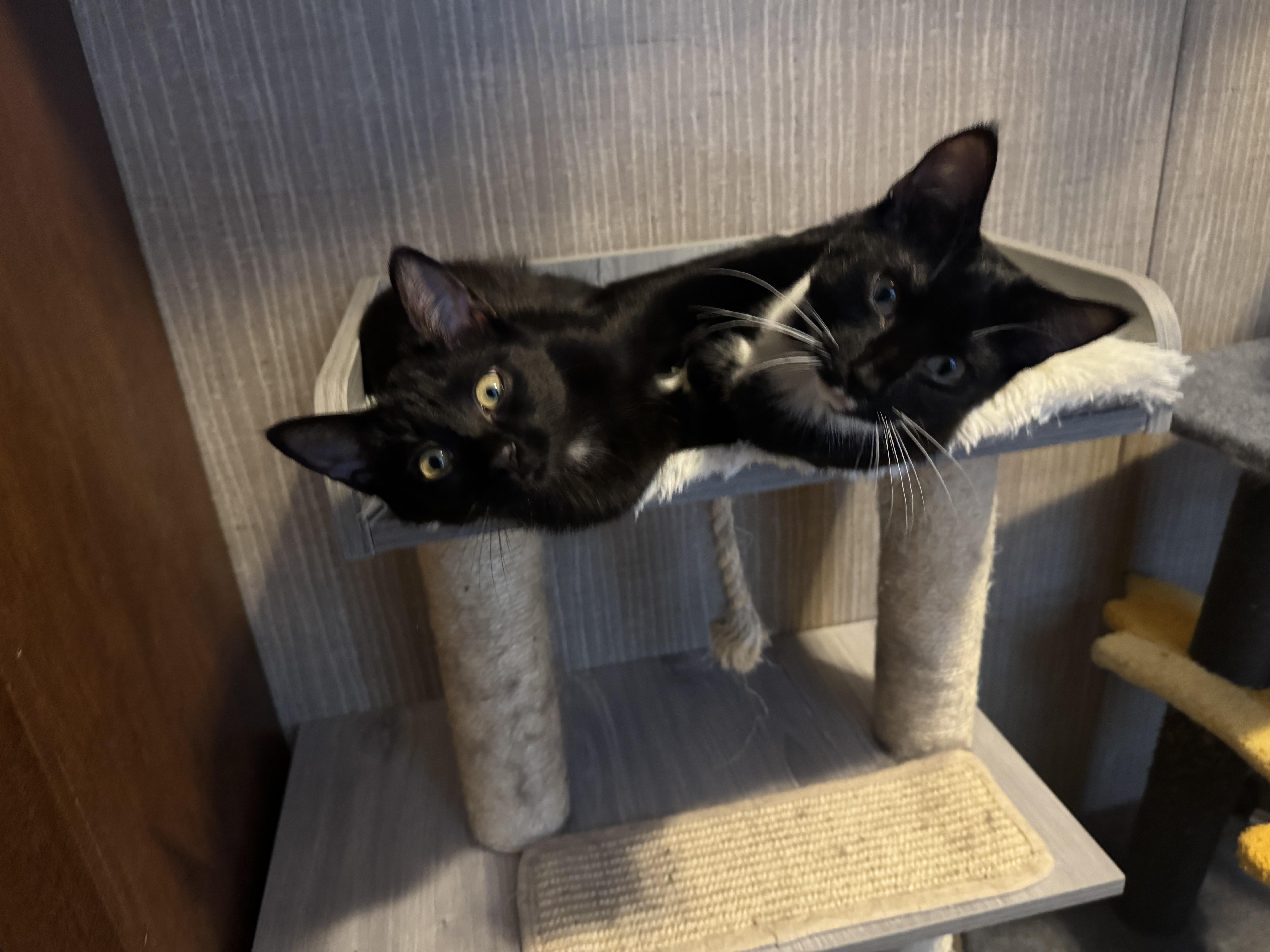 Enlarge Pringle, a Adoptable Domestic Short Hair in Leesville, SC image 4/4