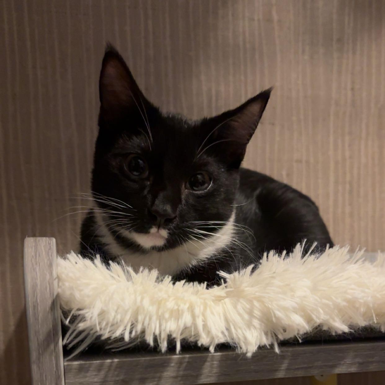 Pringle, Adoptable, Young Male Domestic Short Hair.