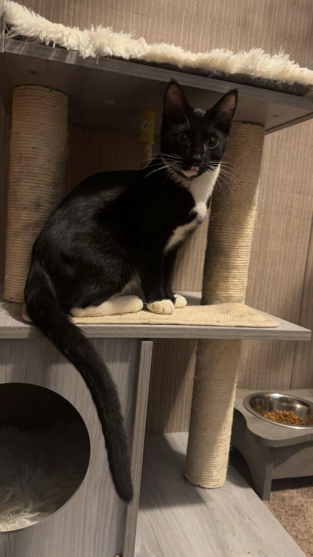 Enlarge Pringle, a Adoptable Domestic Short Hair in Leesville, SC image 3/4