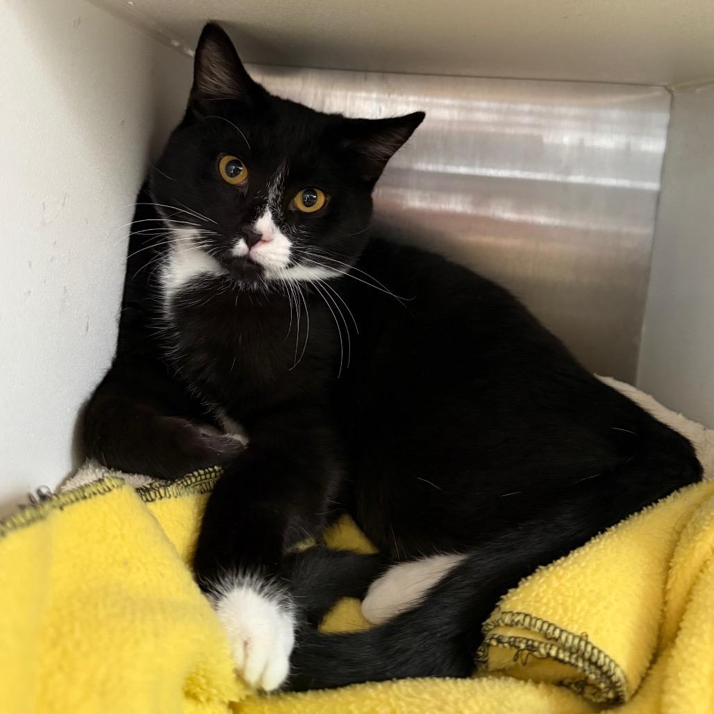 Gretel, Adoptable, Kitten Female Domestic Short Hair.