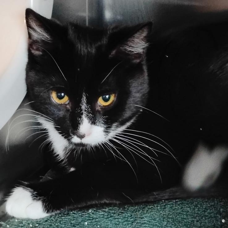 Enlarge Gretel, a Adoptable Domestic Short Hair in Cedaredge, CO image 2/3