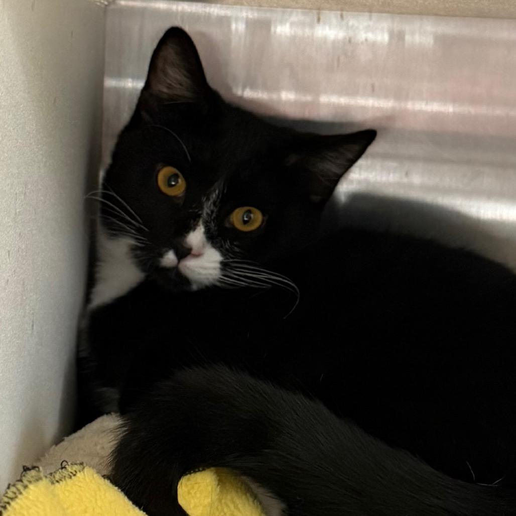 Enlarge Gretel, a Adoptable Domestic Short Hair in Cedaredge, CO image 3/3