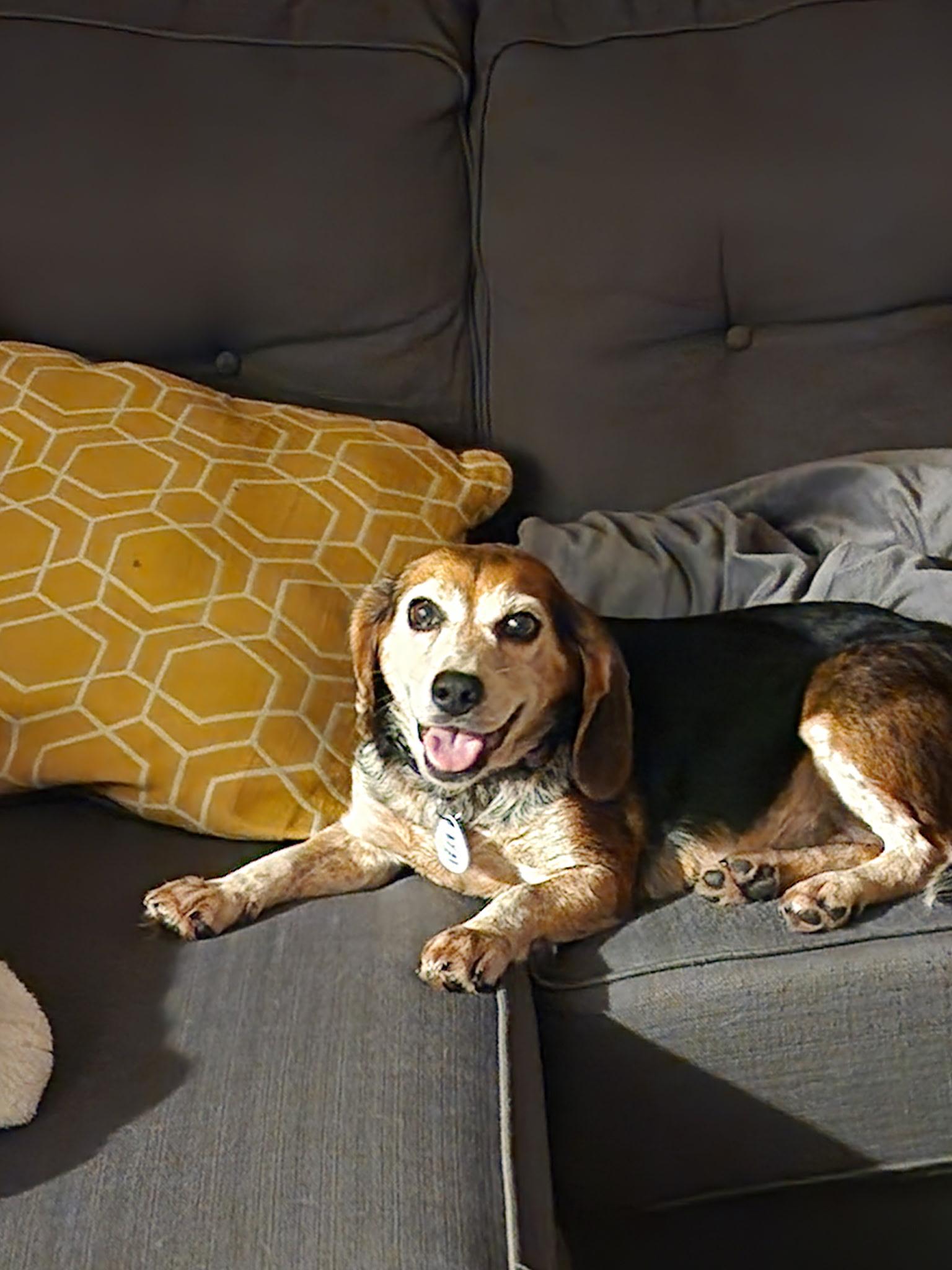 Enlarge Chloe, a ADOPTABLE Beagle in Lockport, NY image 1/1