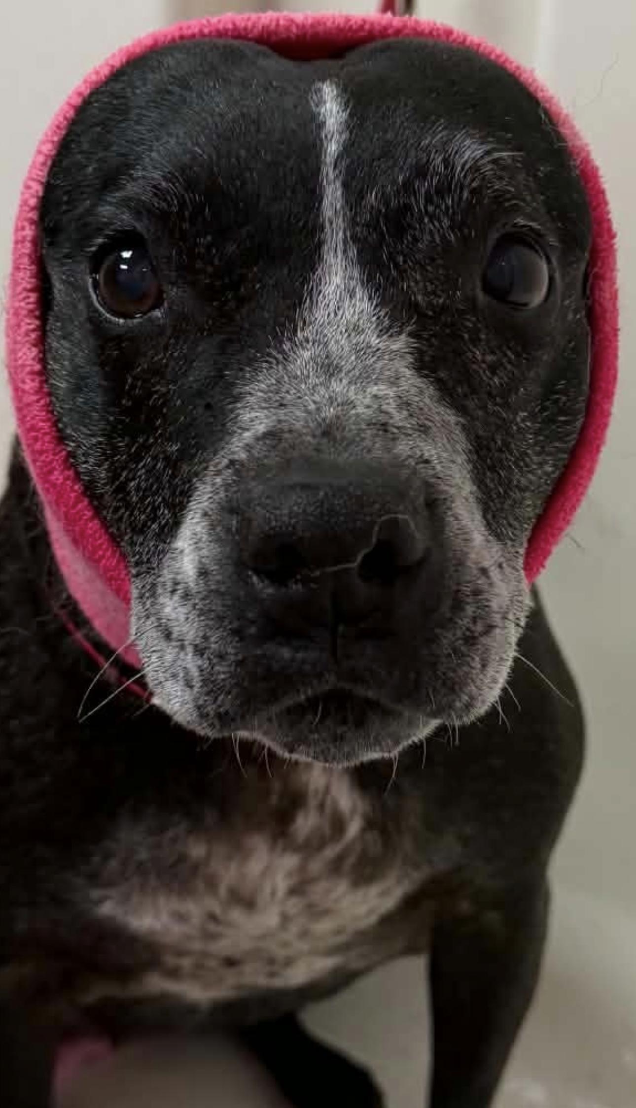 Riann, a Adoptable mixed breed in Cary, NC image 3/5
